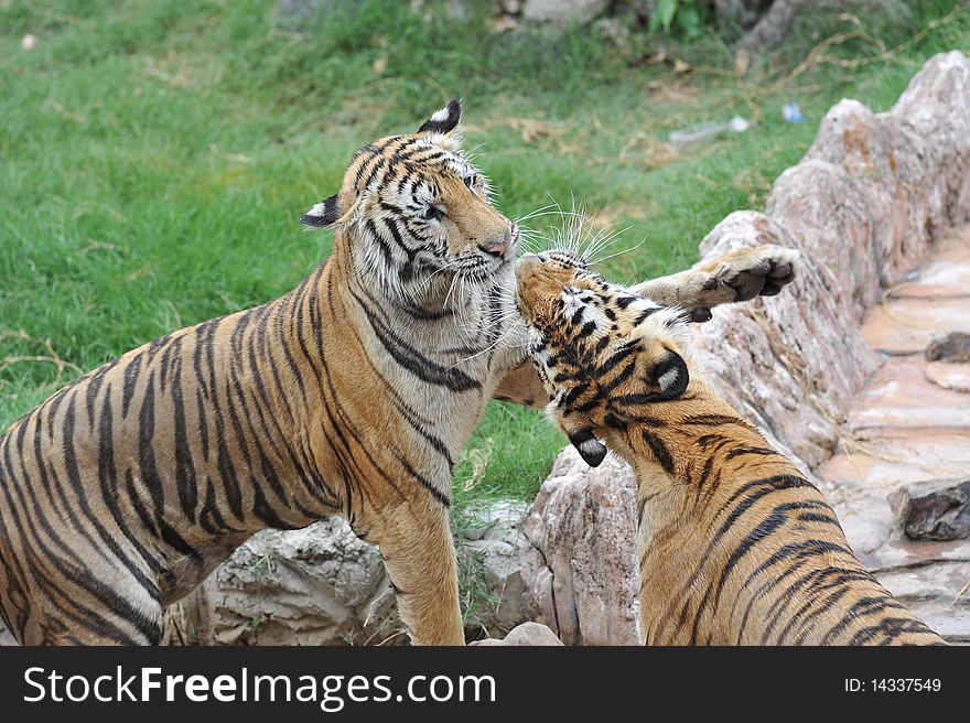 Male and female tigers greet each other. Male and female tigers greet each other