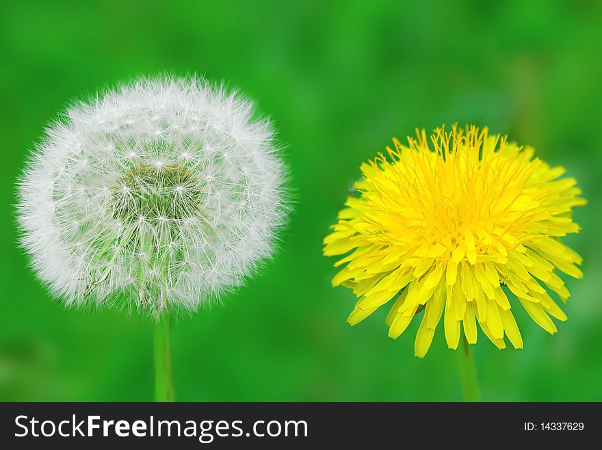 White and yellow dandelions on a green background. White and yellow dandelions on a green background