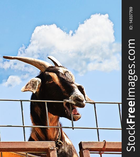 Goat At A Fence