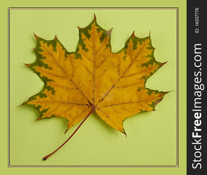 Fall maple leaf isolated on light green background in a frame