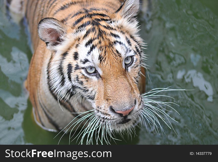 Bengal tiger play in the pond. Bengal tiger play in the pond