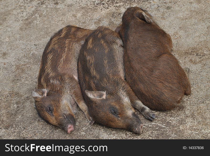 Baby wild boar sleep on the ground. Baby wild boar sleep on the ground