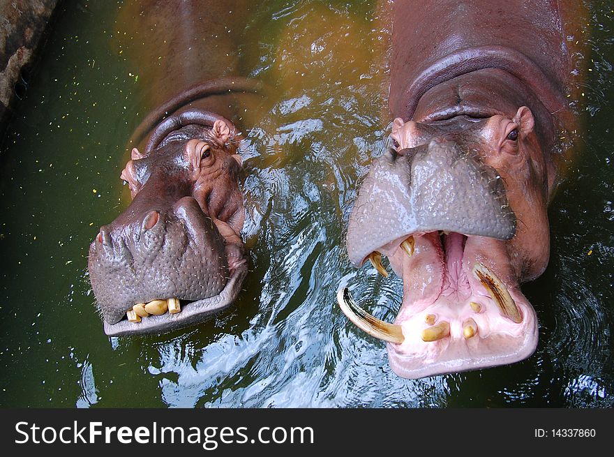 Two Hippopotamus is waiting for the feeding food. Two Hippopotamus is waiting for the feeding food