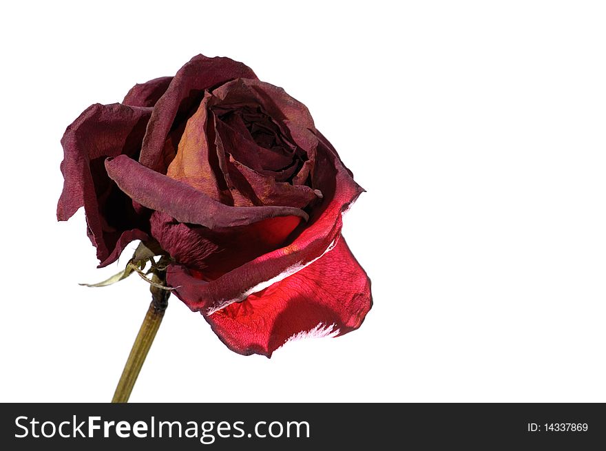 Withered dark red rose closeup isolated on white background. Withered dark red rose closeup isolated on white background