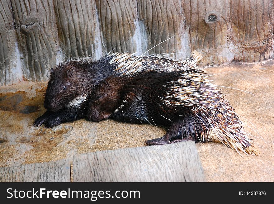 Two porcupine, echidna sleep side by side.