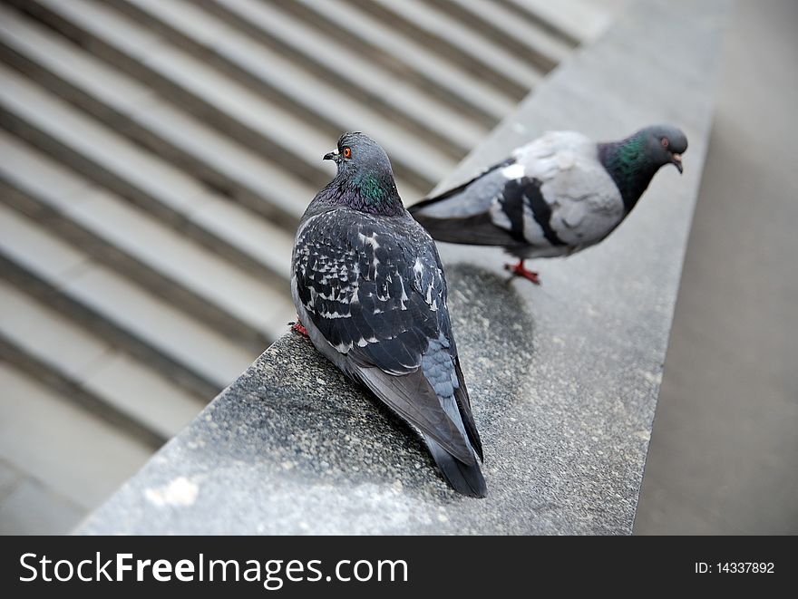 Two doves on the granite stairs. one blurred