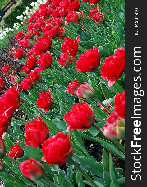 Garden of a lot of blooming red tulips