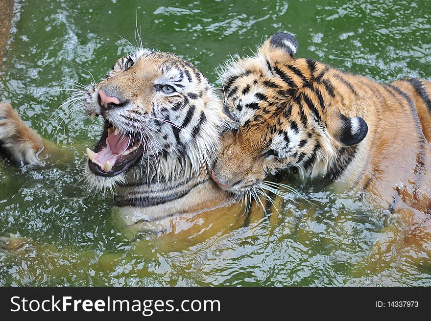 Male and female tigers play together in the pond. Male and female tigers play together in the pond