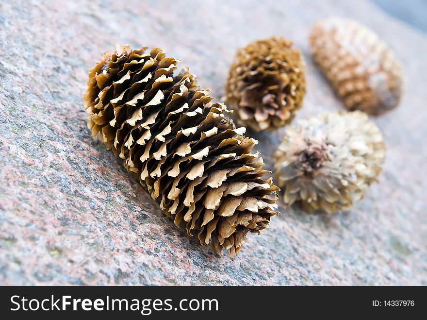 Four pine cones. one in focus, three blurred
