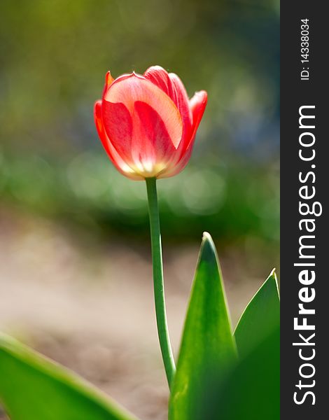 Red spring a young tulip with green leaves