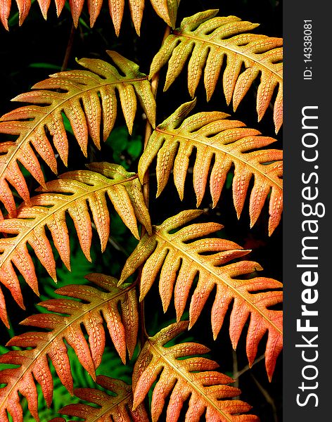 Close up of fern leaves