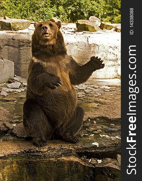 Brown bear iz zoo sits and puts his hands up