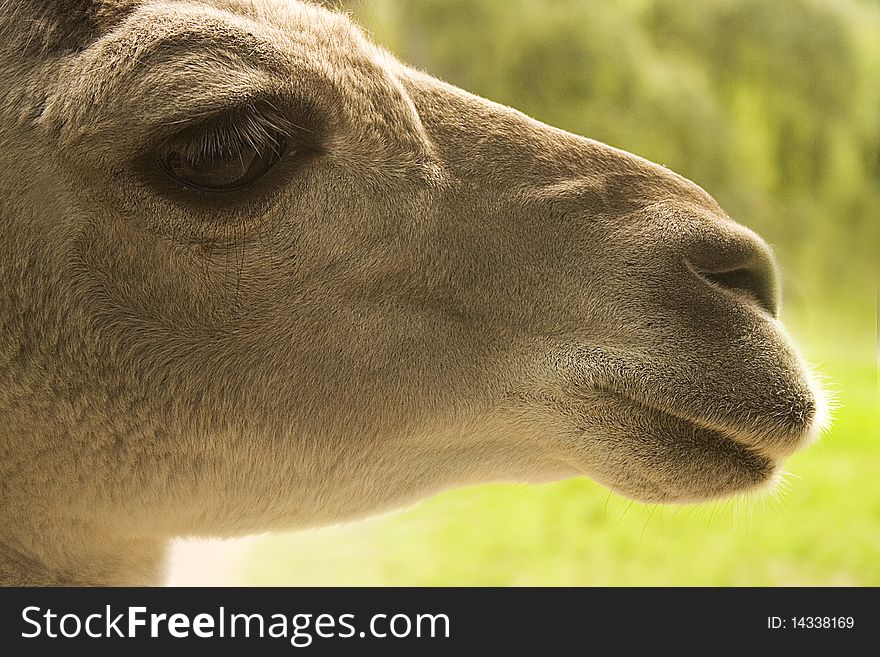 Llama mammal portrait in zoo side view. Llama mammal portrait in zoo side view