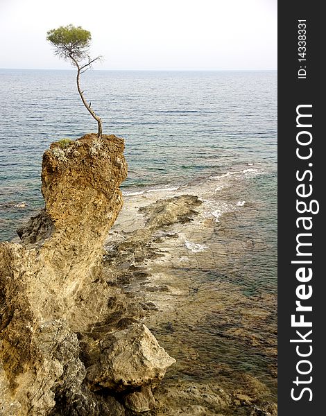 Tree growing on a rock surrounded by sea. Tree growing on a rock surrounded by sea