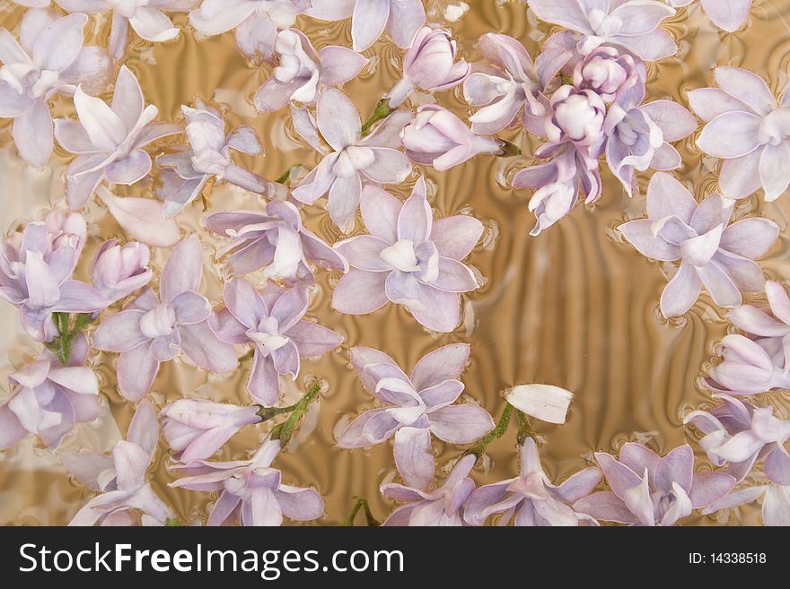 Background of the purple lilac flowers on the water. Background of the purple lilac flowers on the water