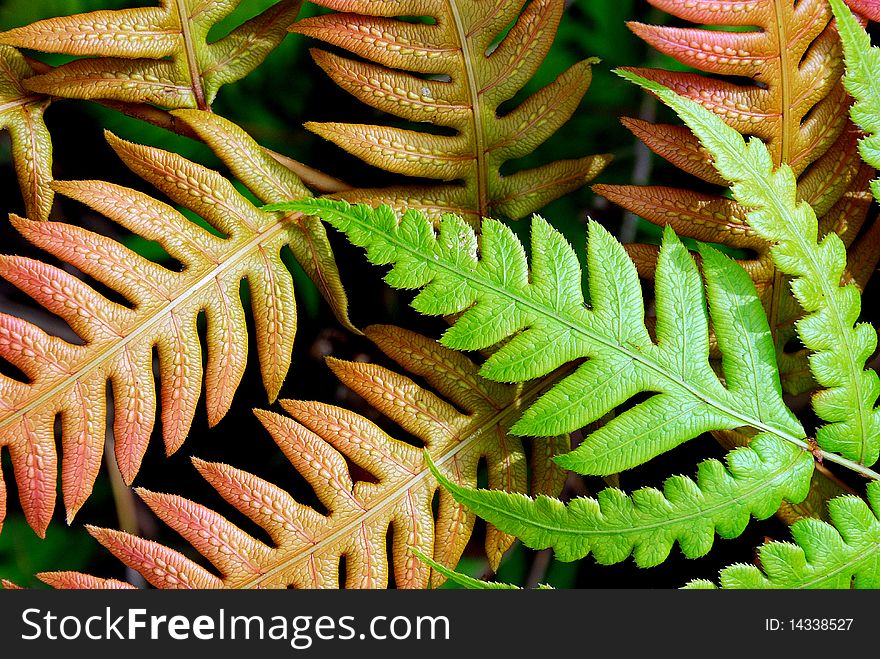 Close up of fern leaves