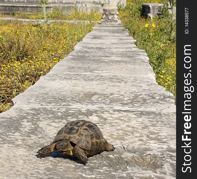 Turtle on finish of a long path,. Turtle on finish of a long path,