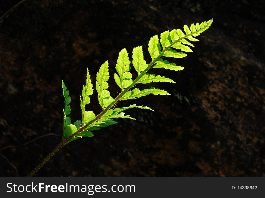 Wild green fern isolated on black background