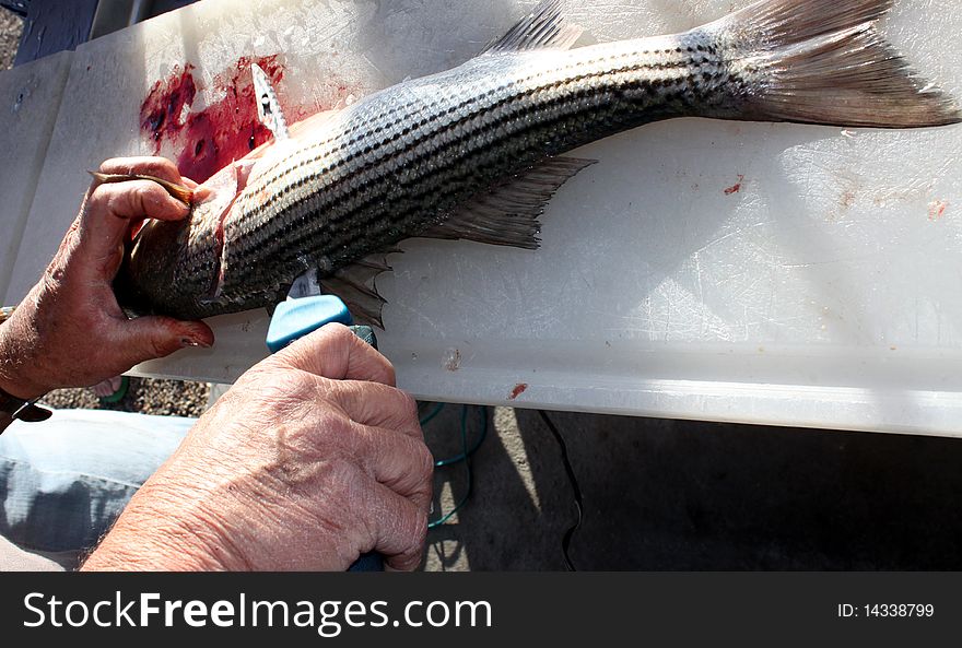 View of a person cleaning fish that he caught.