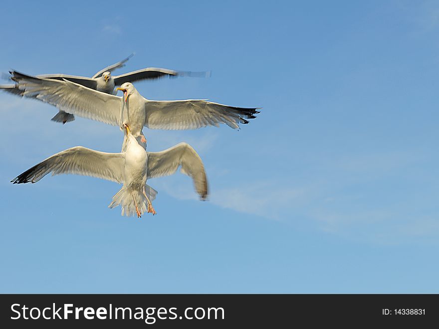 Three seagulls fighting in the air. Three seagulls fighting in the air.