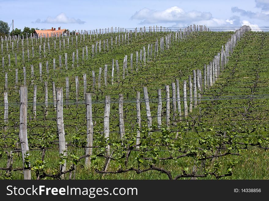 Vineyards on the mountain ,are a lot of work