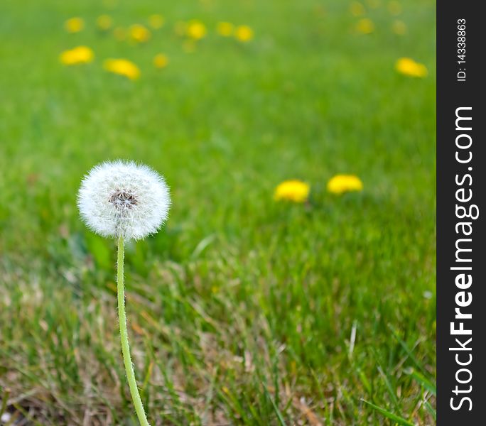 White fluffy dandelion has grown on a green floor