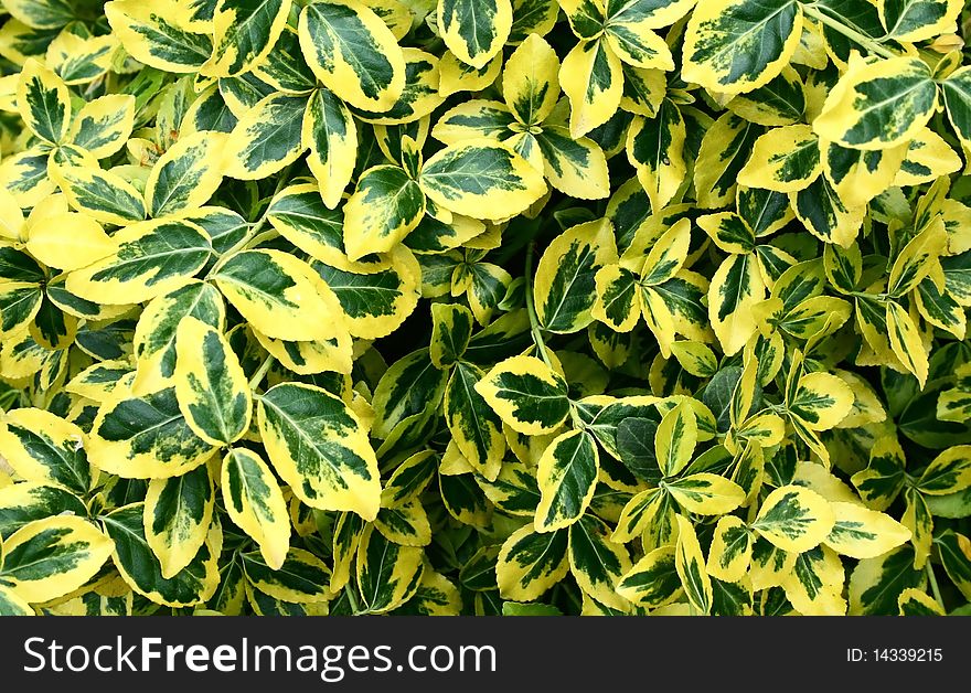 Leaves with green and yellow colors