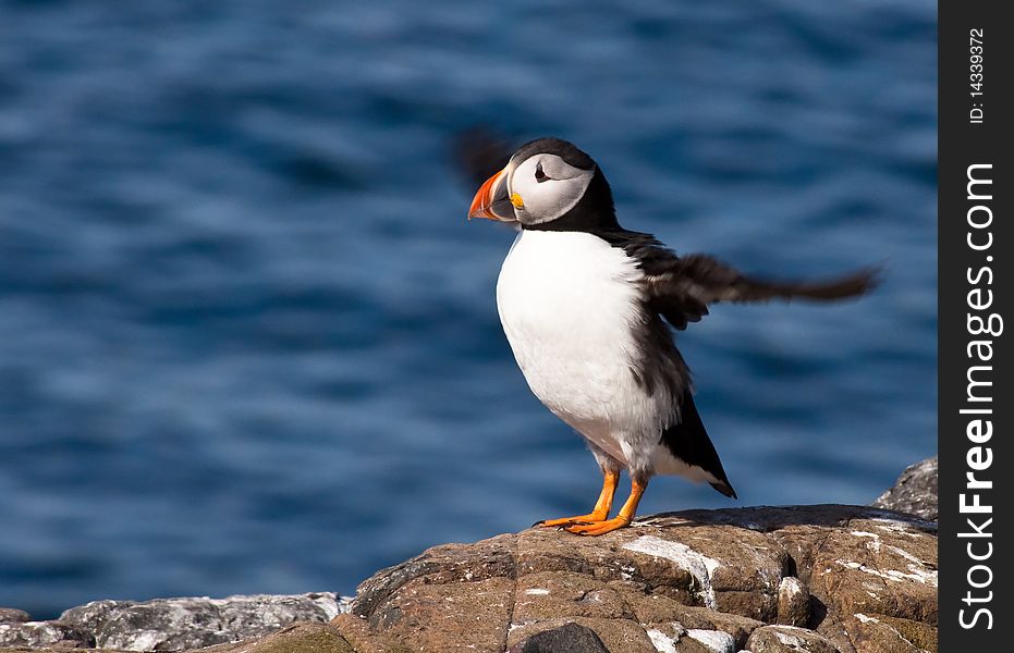 Puffin with Flapping Wings