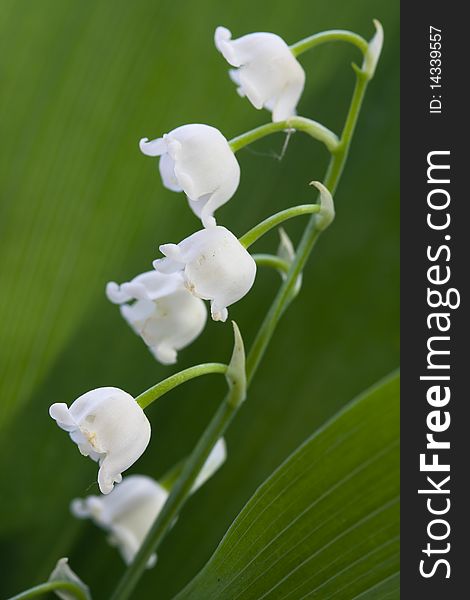 Lily of the valley and leaf