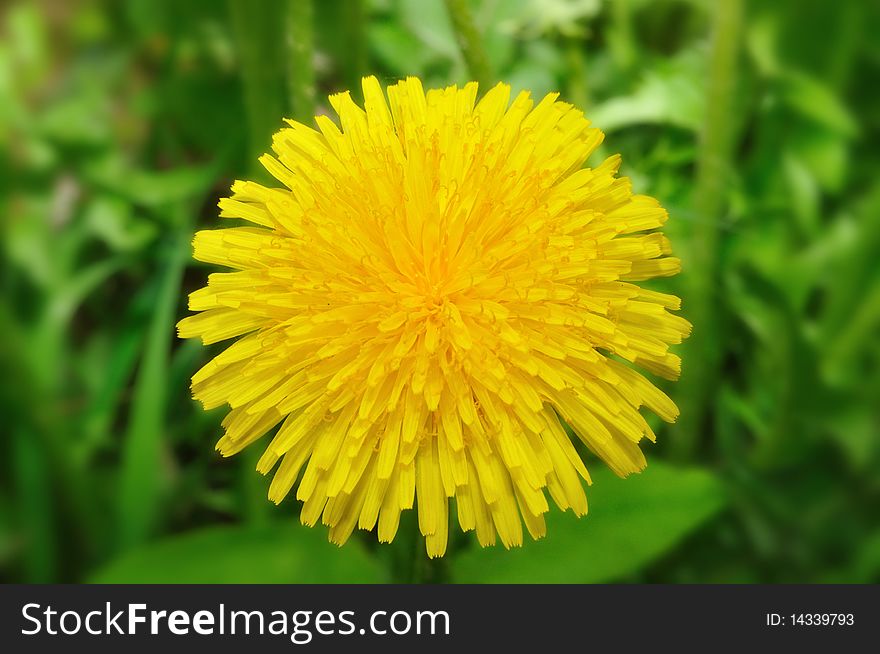 Close veiw yellow sunny dandelion. Close veiw yellow sunny dandelion