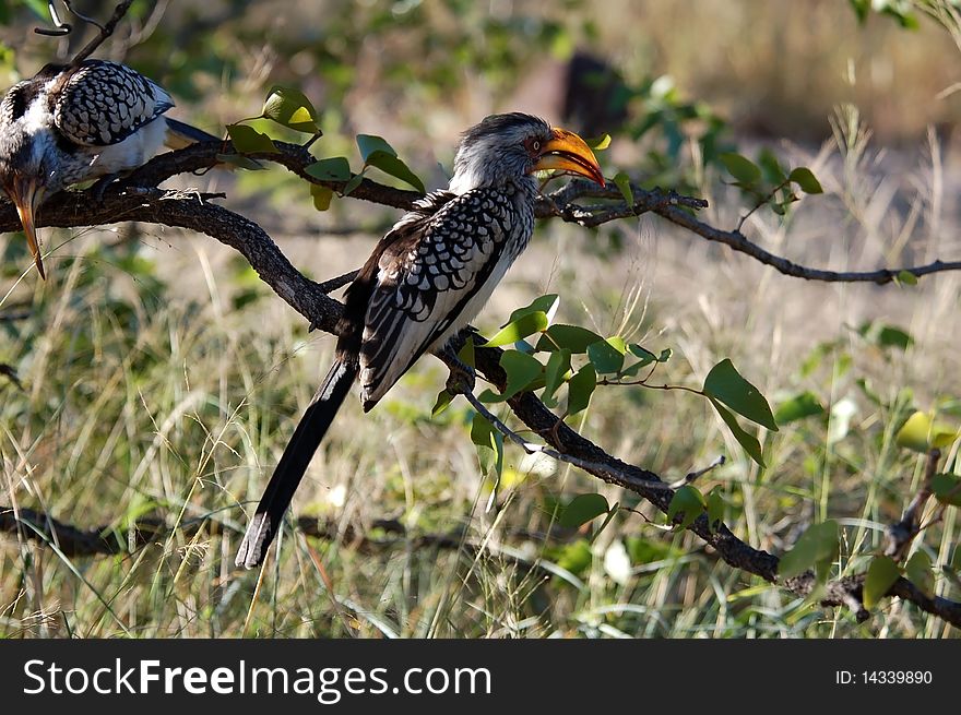 Southern yellowbilled hornbill in the Kruger Park, South Africa