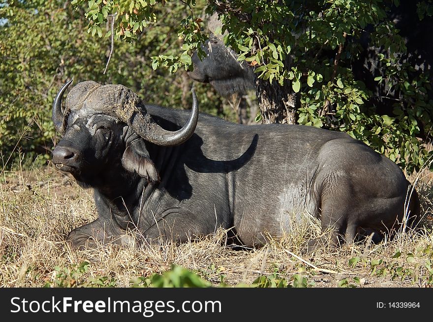 African Buffalo (Syncerus caffer) in the Kruger Park, South Africa. African Buffalo (Syncerus caffer) in the Kruger Park, South Africa.