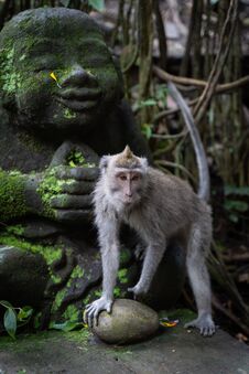 A Portrait Of Long-tailed Macaque Macaca Fascicularis In Sacred Monkey Forest, Ubud, Indonesia Royalty Free Stock Photo