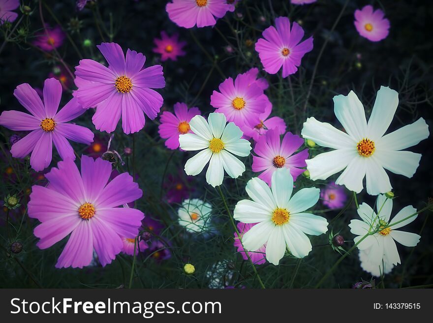 Spring summer background pink white flowers cosmos. floral natural background of the garden. Spring summer background pink white flowers cosmos. floral natural background of the garden