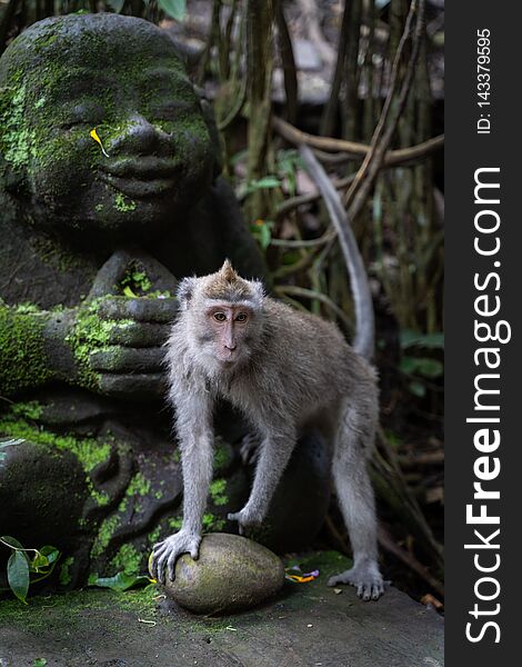 A portrait of Long-tailed macaque Macaca fascicularis in Sacred Monkey Forest, Ubud, Indonesia