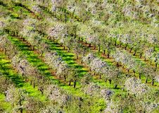 Orchards In Spring Time Stock Images Orchards In Spring Time Stock Images