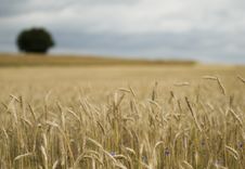 Wheat Field Soft Focus Stock Photography Wheat Field Soft Focus Stock Photography