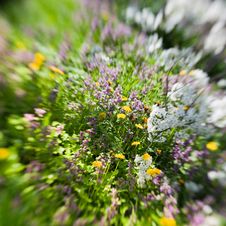 Spring Flowers In Tilt-shift Royalty Free Stock Photo Spring Flowers In Tilt-shift Royalty Free Stock Photo