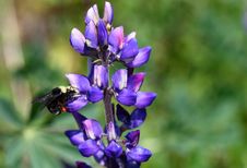 Bumble Bee On A Wild Lupin Royalty Free Stock Image