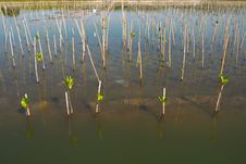 Young Trees Planting In Water Royalty Free Stock Photo