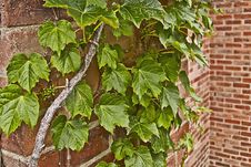 Ivy And Brick Wall Royalty Free Stock Photo Ivy And Brick Wall Royalty Free Stock Photo