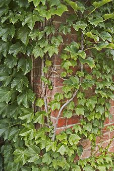 Ivy And Brick Wall Stock Image Ivy And Brick Wall Stock Image