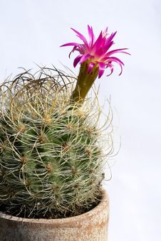 Cactus, Thorns, Flower And Clay Stock Photo