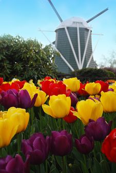 Tulips And Windmill. Royalty Free Stock Photography