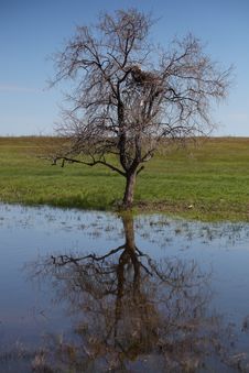 The Dry Tree Royalty Free Stock Photography