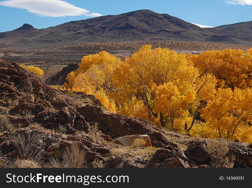 Golden cottonwoods and foothills of nevada in the fall. Golden cottonwoods and foothills of nevada in the fall