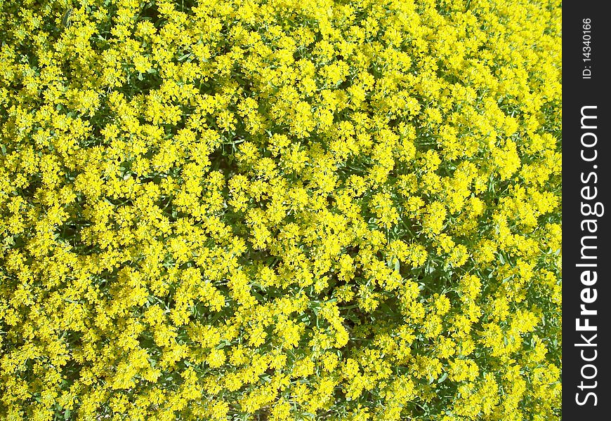 Yellow flowers little galore nature