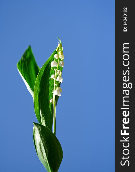 Spring, a young flower lily on a background of blue sky
