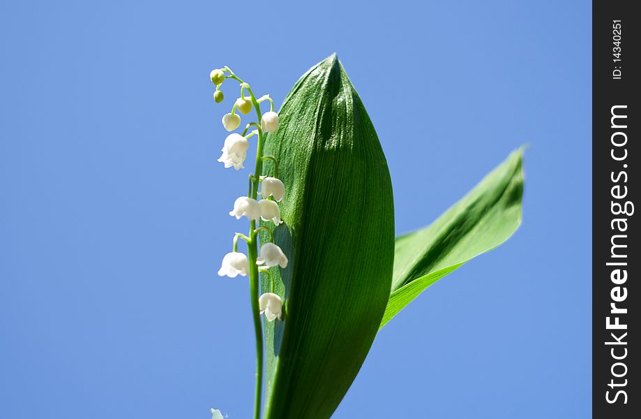 Spring, a young flower lily on a background of blue sky