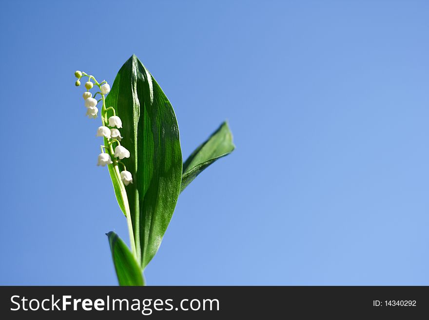 Spring, a young flower lily on a background of blue sky